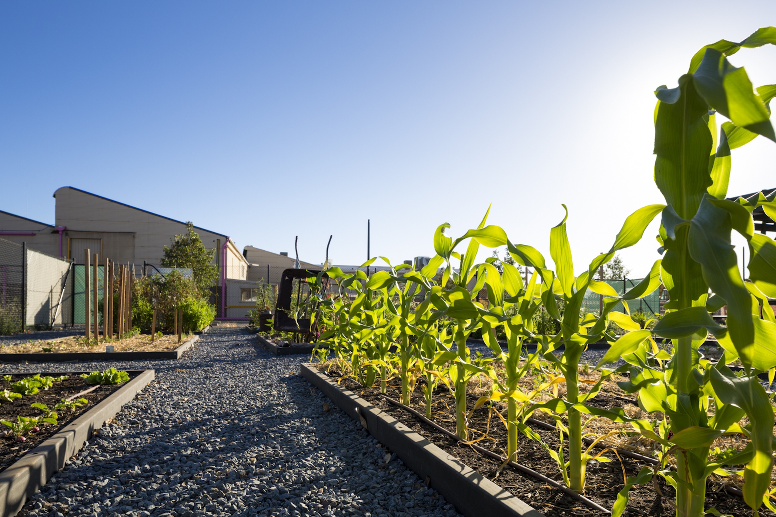 A garden in Bowden